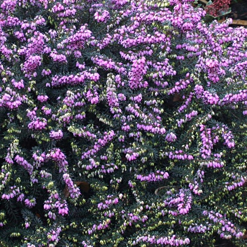 Erica darleyensis Winter Belles Lucie - Winter Heath (Flowering)