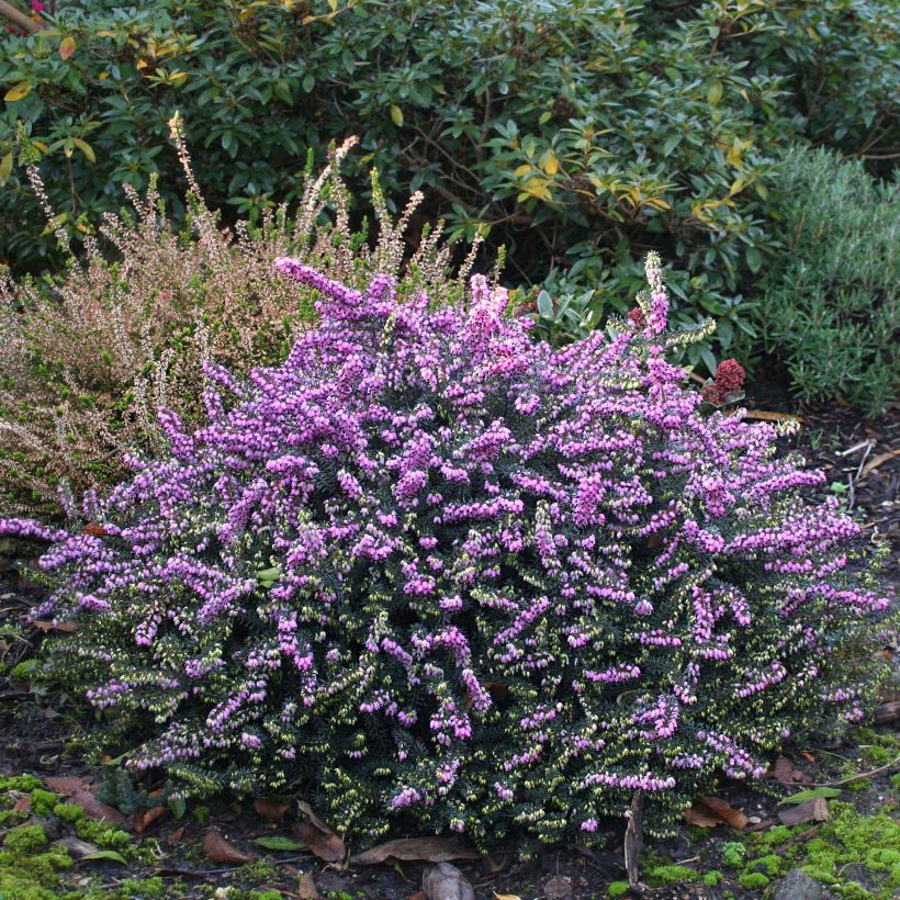 Erica darleyensis Winter Belles Lucie - Winter Heath (Plant habit)