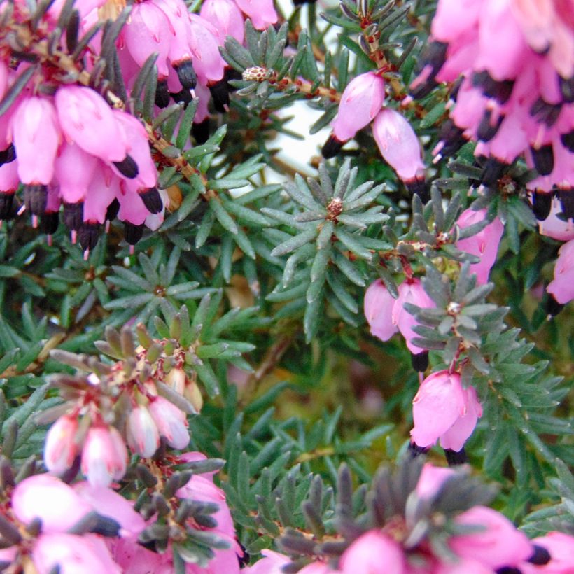 Erica darleyensis Winter Belles Lucie - Winter Heath (Foliage)