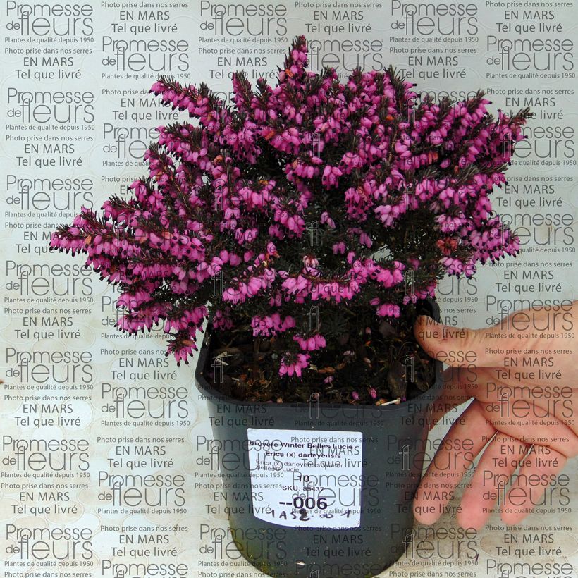 Example of Erica darleyensis Winter Belles Lucie - Winter Heath 2L/3L pot specimen as delivered