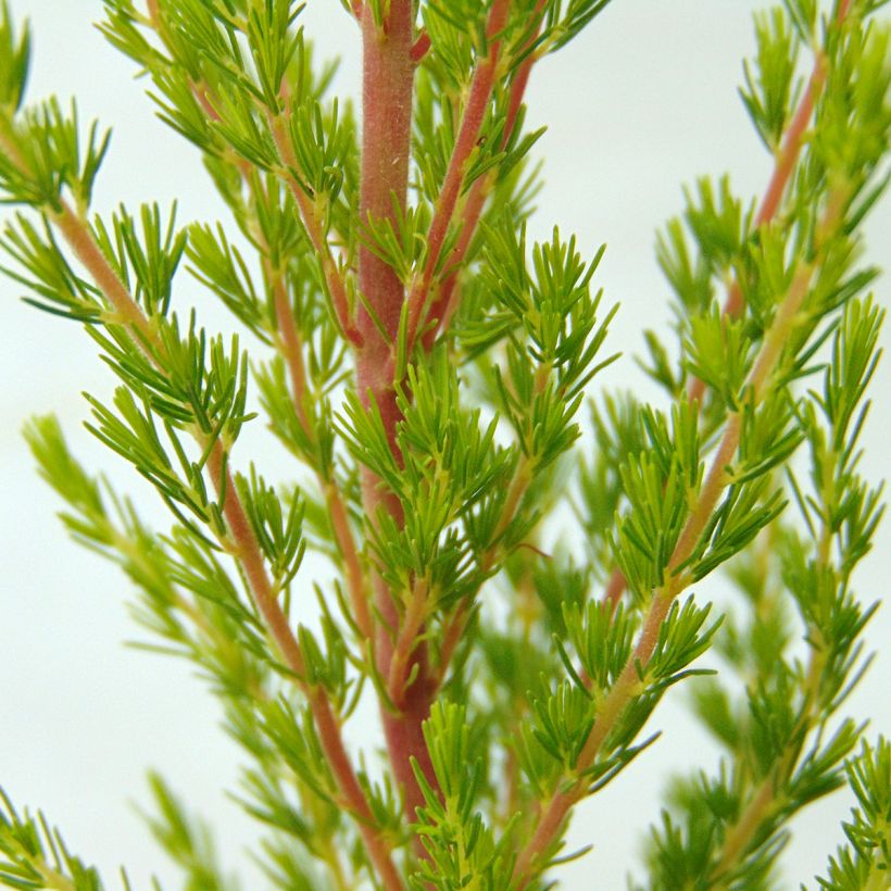 Erica arborea GREAT STAR Le Vasterival - Tree Heath (Foliage)