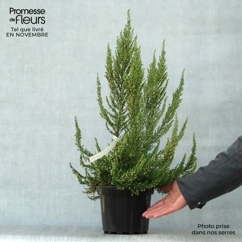 Erica arborea GREAT STAR Le Vasterival - Tree Heath 4L/5L pot sample as delivered in autumn