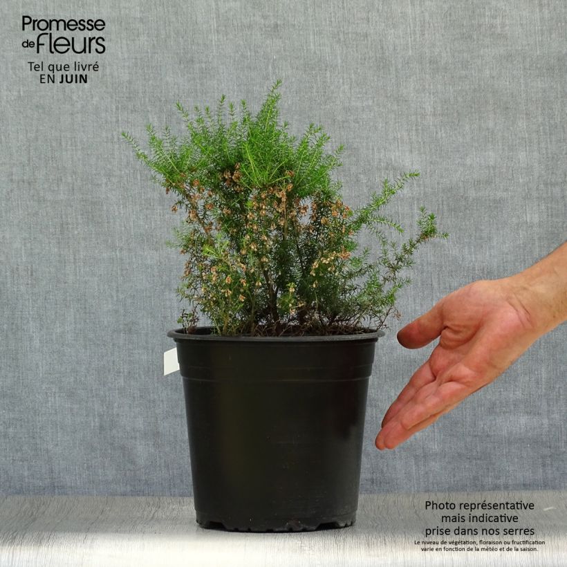 Erica arborea Pink Joy - Tree Heath 4L/5L pot sample as delivered in summer
