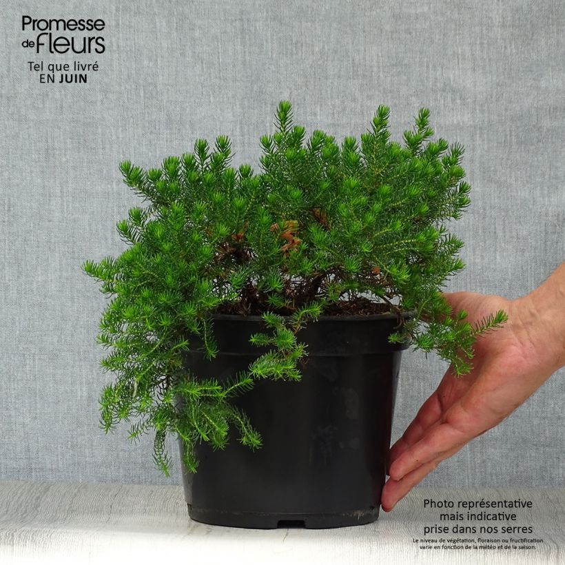 Erica nana Limoncello - Dwarf Heather 4L/5L pot sample as delivered in summer