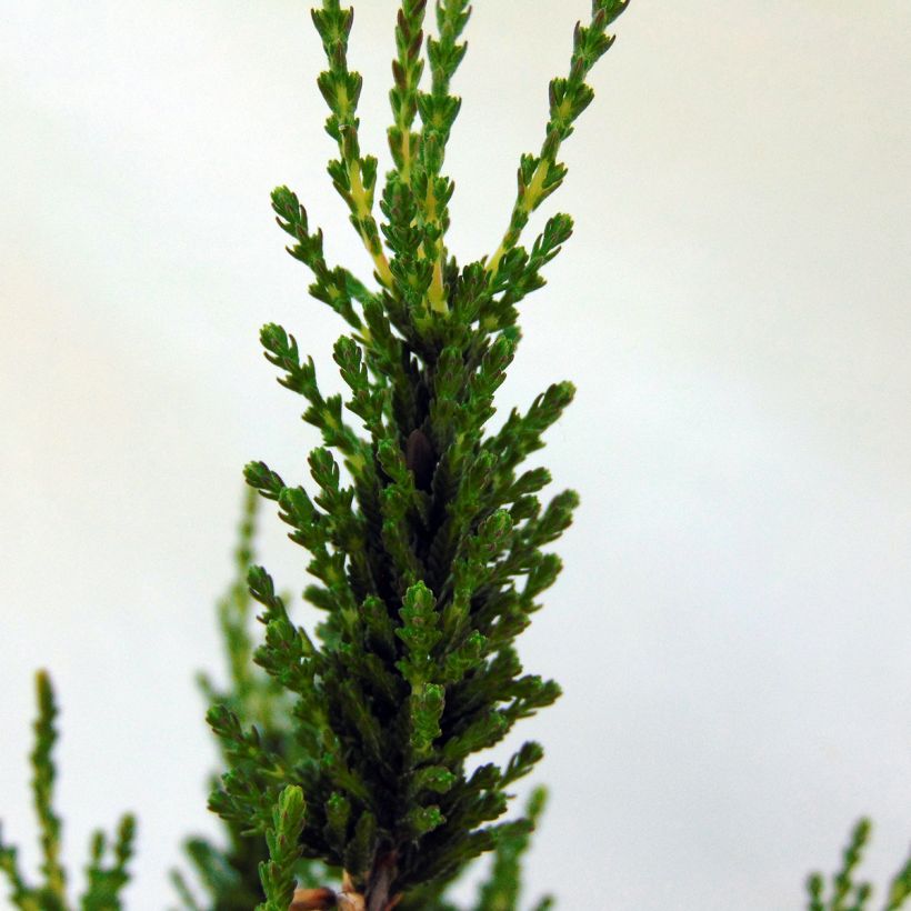 Calluna vulgaris Allegro - Heather (Foliage)