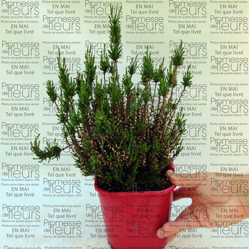 Example of Calluna vulgaris Allegro - Heather specimen as delivered