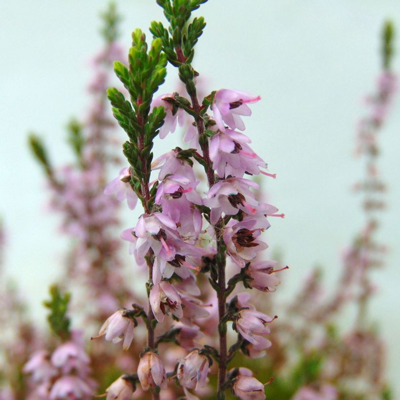 Calluna vulgaris Spring Torch - Heather (Flowering)