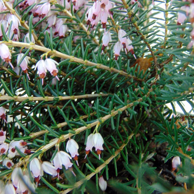 Erica darleyensis Ghost Hills - Winter Heath (Foliage)