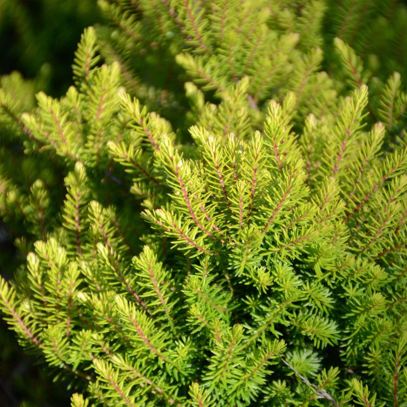 Erica darleyensis Winter Belles Tylou - Winter Heath (Foliage)