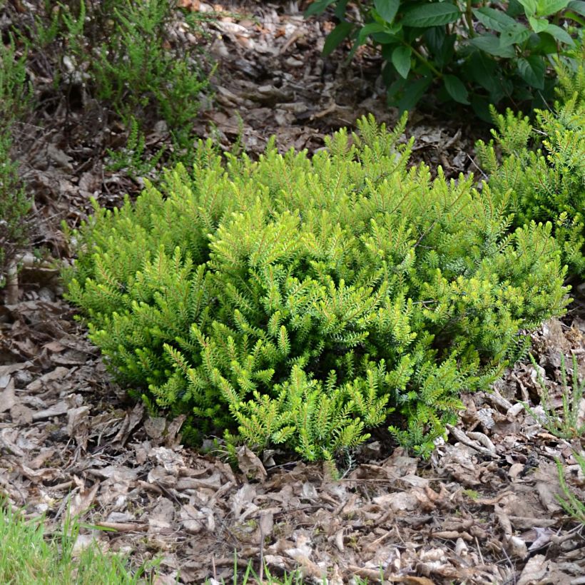 Erica darleyensis Winter Belles Tylou - Winter Heath (Plant habit)