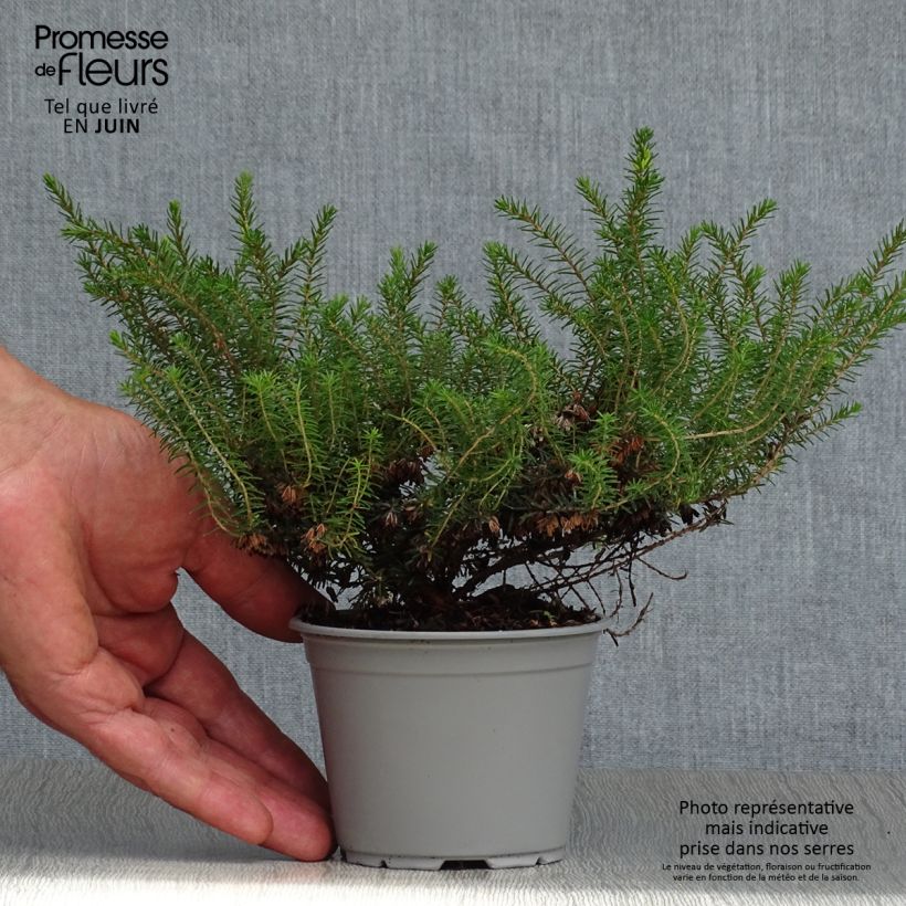 Erica darleyensis Kramers Rote - Winter Heath 8/9 cm pot sample as delivered in summer