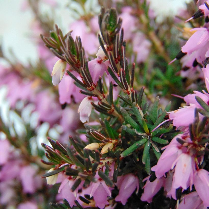 Darley Heath - Erica darleyensis Furzey (Foliage)