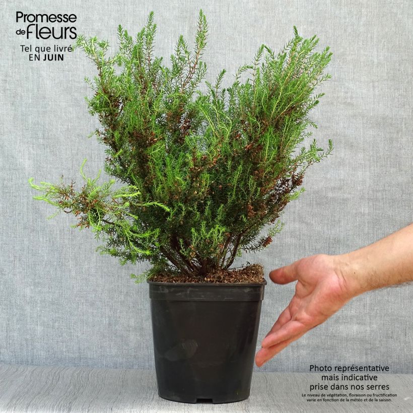Erica mediterranea - Irish Heath 3L/4L pot sample as delivered in summer