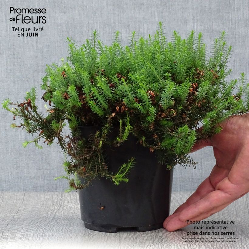 Erica carnea Isabell - Winter Heath 2L/3L pot sample as delivered in summer