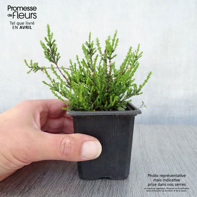 Calluna vulgaris Marlies - Heather sample as delivered in spring