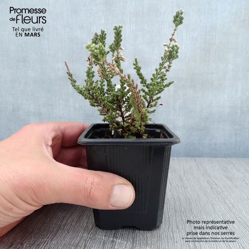 Calluna vulgaris Silver Knight - Heather sample as delivered in spring