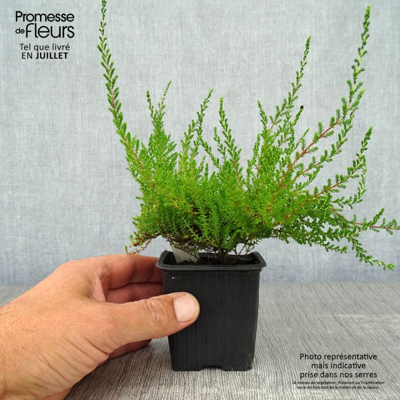 Calluna vulgaris Spring Torch - Heather 8/9 cm pot sample as delivered in summer