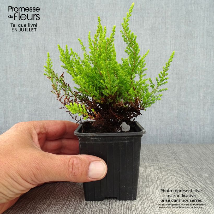 Calluna vulgaris Winter Chocolate - Heather 8/9 cm pot sample as delivered in summer