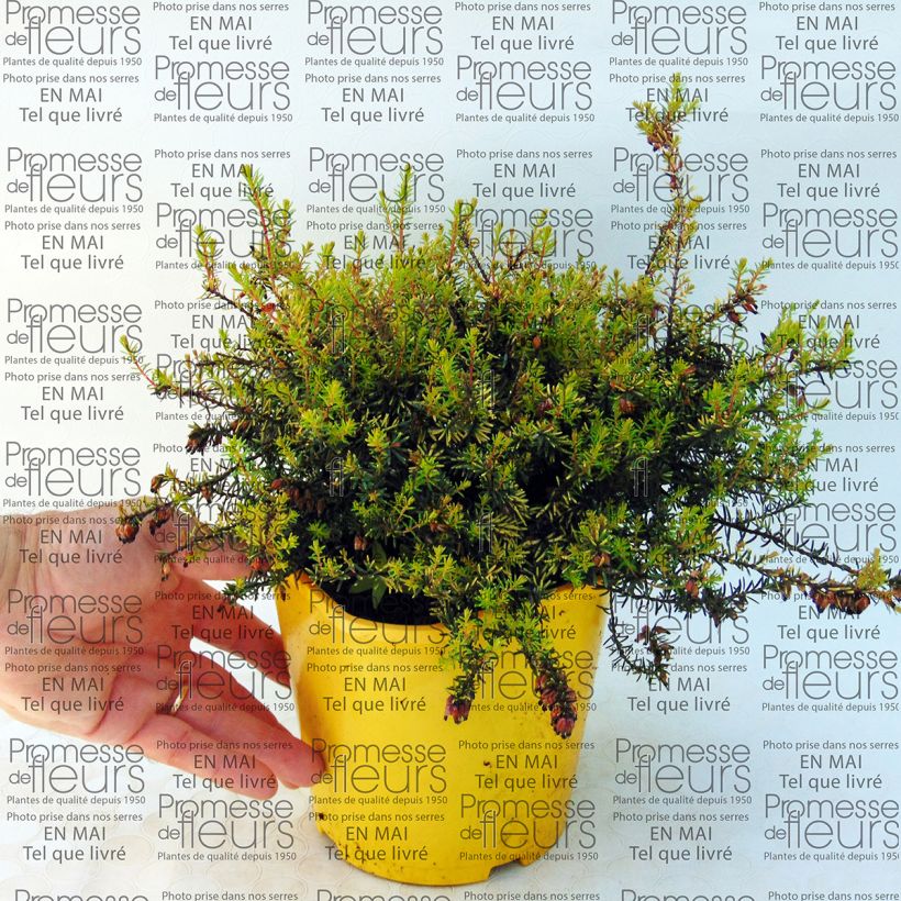 Example of Erica darleyensis Winter Belles Tylou - Winter Heath 2L/3L pot specimen as delivered