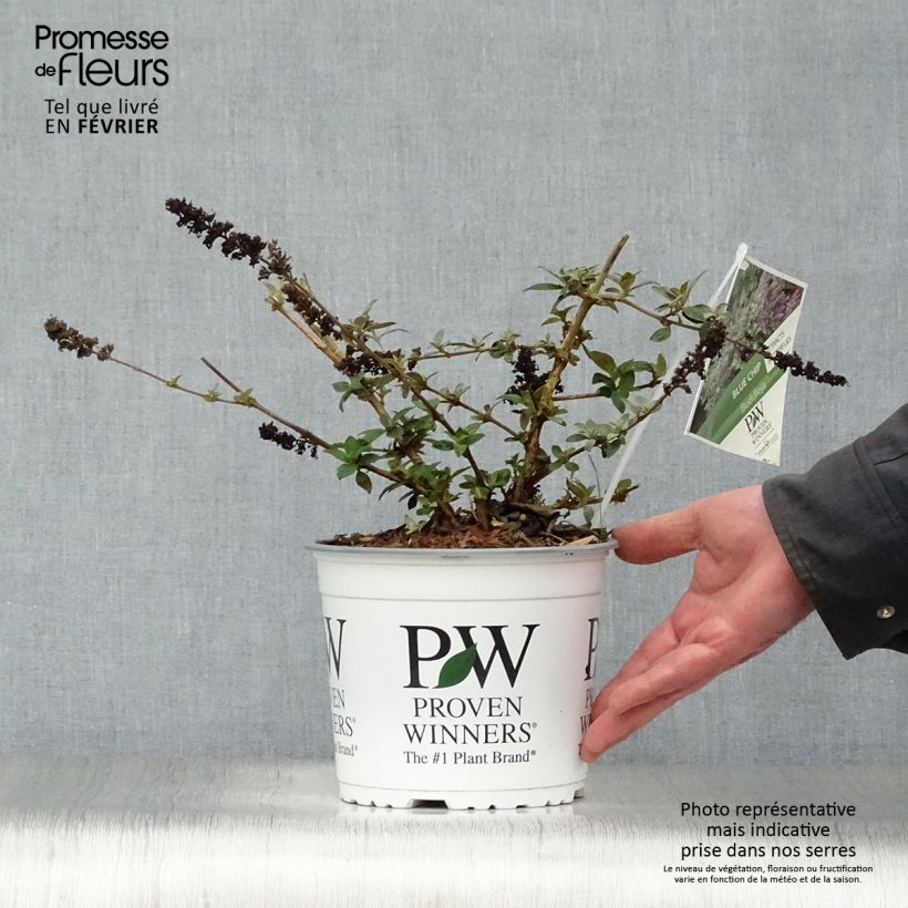 Buddleja Blue Chip - Butterfly Bush 4L/5L pot sample as delivered in winter