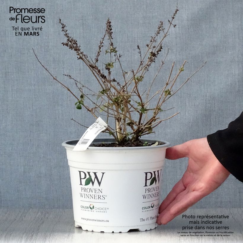 Buddleja Blue Chip - Butterfly Bush 4L/5L pot sample as delivered in spring