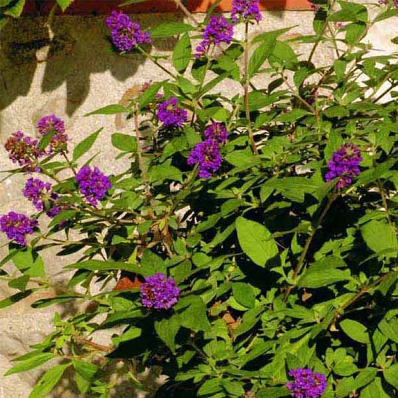 Buddleja Blue Chip - Butterfly Bush (Flowering)