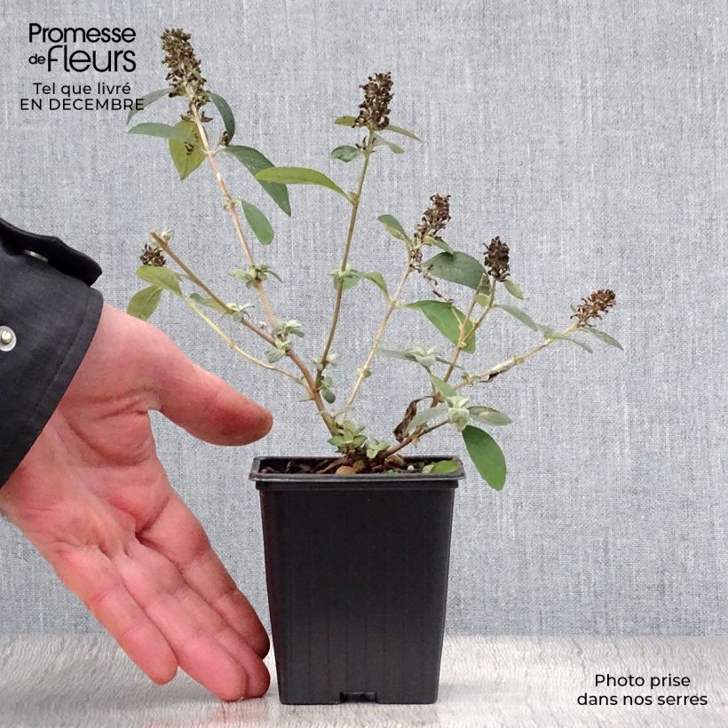 Buddleja Blue Chip - Butterfly Bush 8/9 cm pot sample as delivered in winter