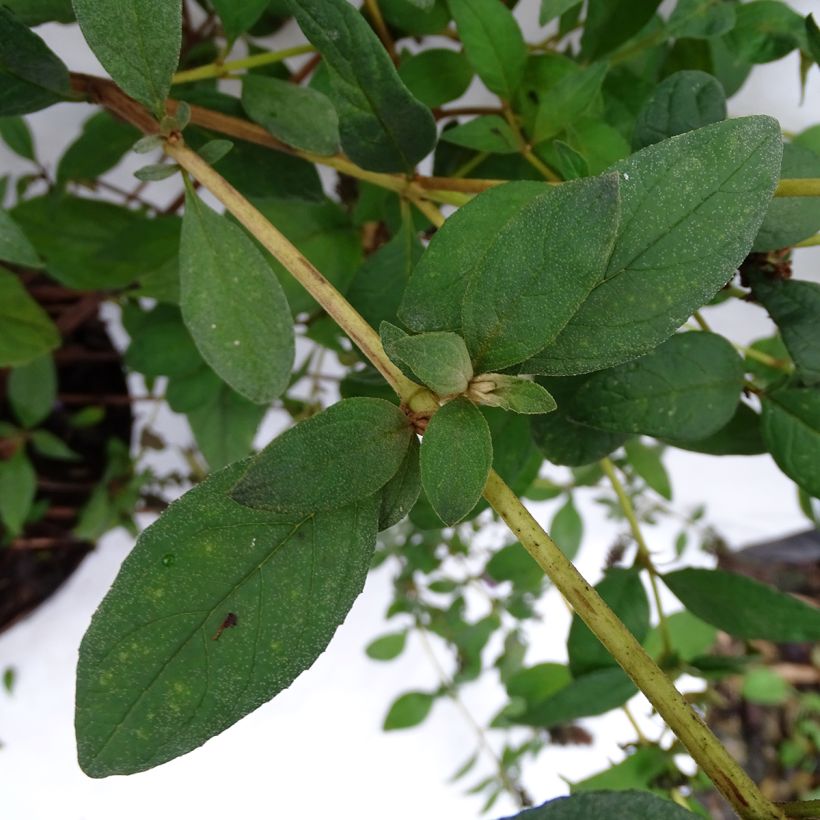 Buddleja Blue Chip - Butterfly Bush (Foliage)