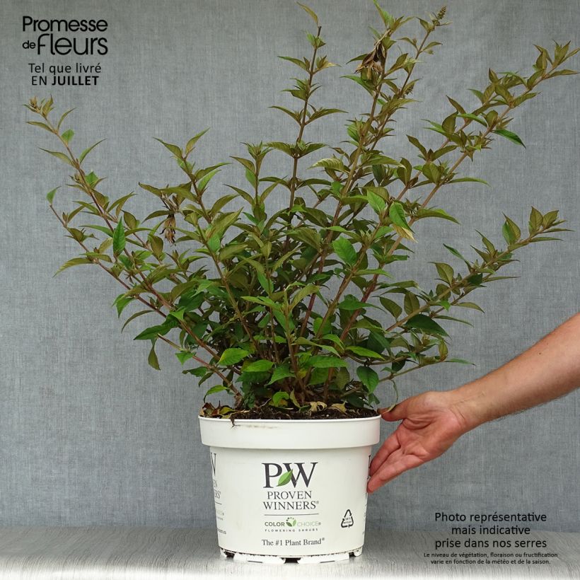 Buddleja Blue Chip - Butterfly Bush 7.5L/10L pot sample as delivered in summer