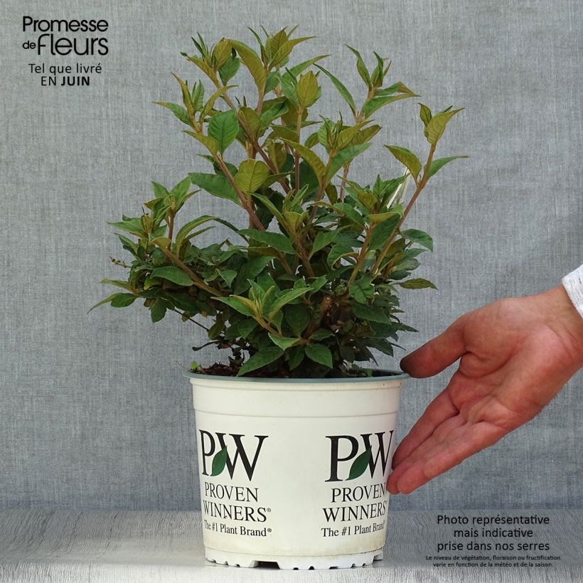 Buddleja Blue Chip - Butterfly Bush 2L/3L pot sample as delivered in summer