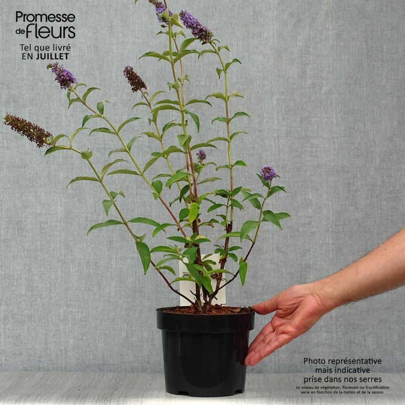 Buddleia Empire Blue - Butterfly Bush 2L/3L pot sample as delivered in summer