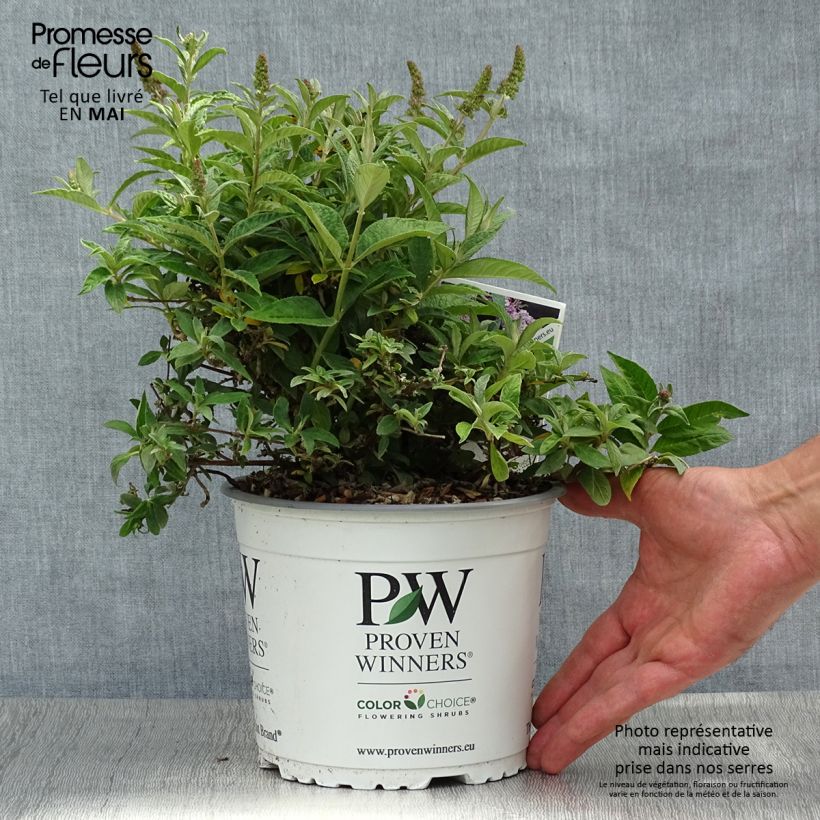 Buddleja davidii Lilac Chip - Butterfly Bush 2L/3L potShipped height around 20/25cm sample as delivered in spring