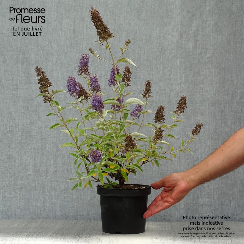 Buddleja Lochinch - Butterfly Bush 2L/3L pot sample as delivered in summer
