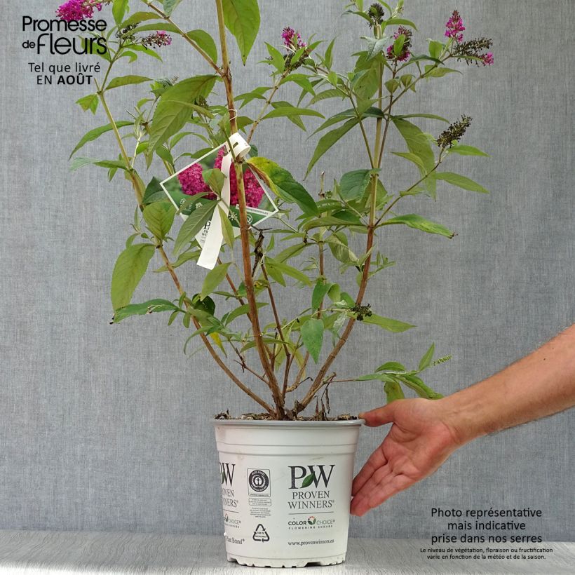 Buddleia Miss Ruby - Butterfly Bush 3L/4L pot sample as delivered in summer