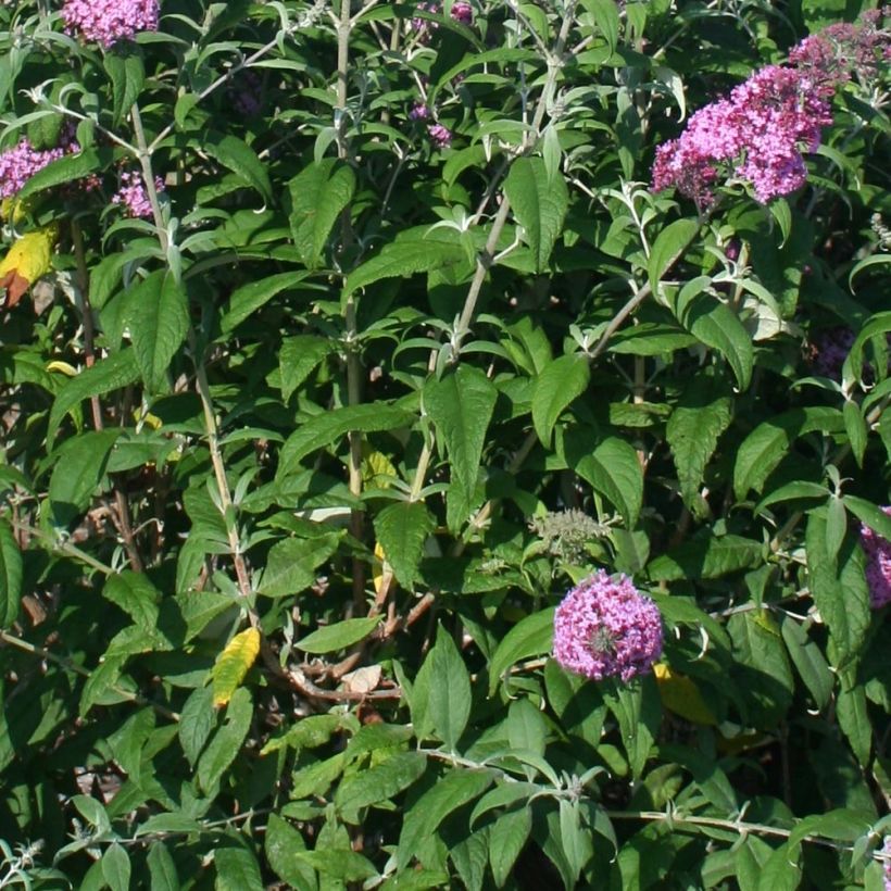 Buddleja davidii Pink Panther - Butterfly Bush (Foliage)