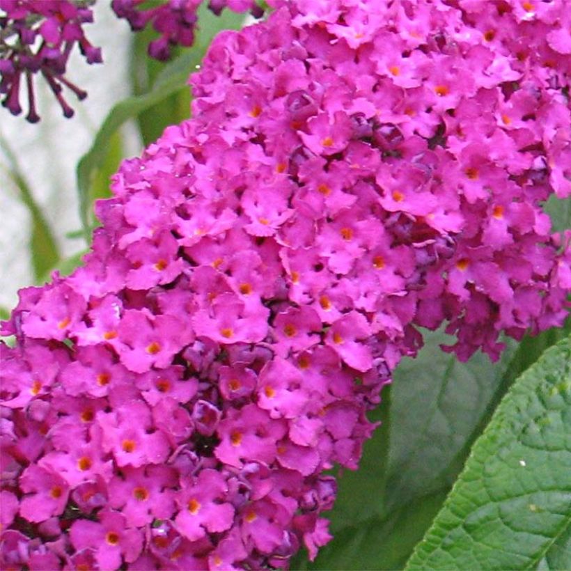 Buddleja davidii Royal Red - Butterfly Bush (Flowering)