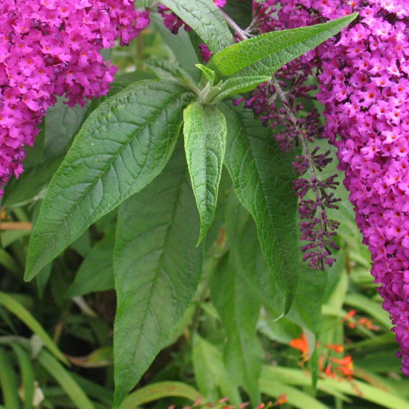 Buddleja davidii Royal Red - Butterfly Bush (Foliage)