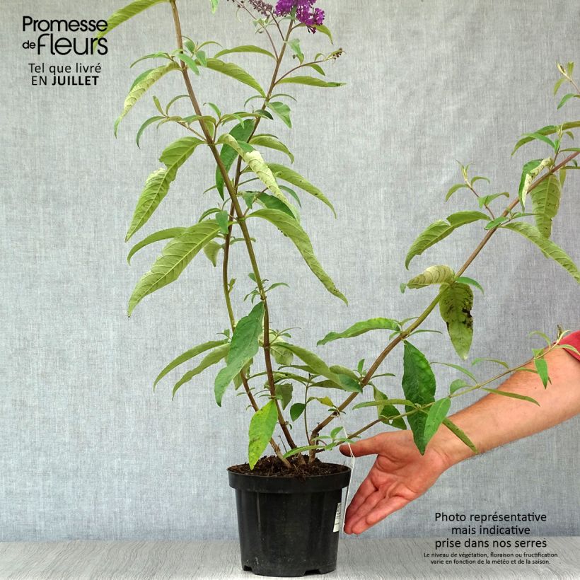 Buddleja davidii Royal Red - Butterfly Bush 2L/3L pot sample as delivered in summer