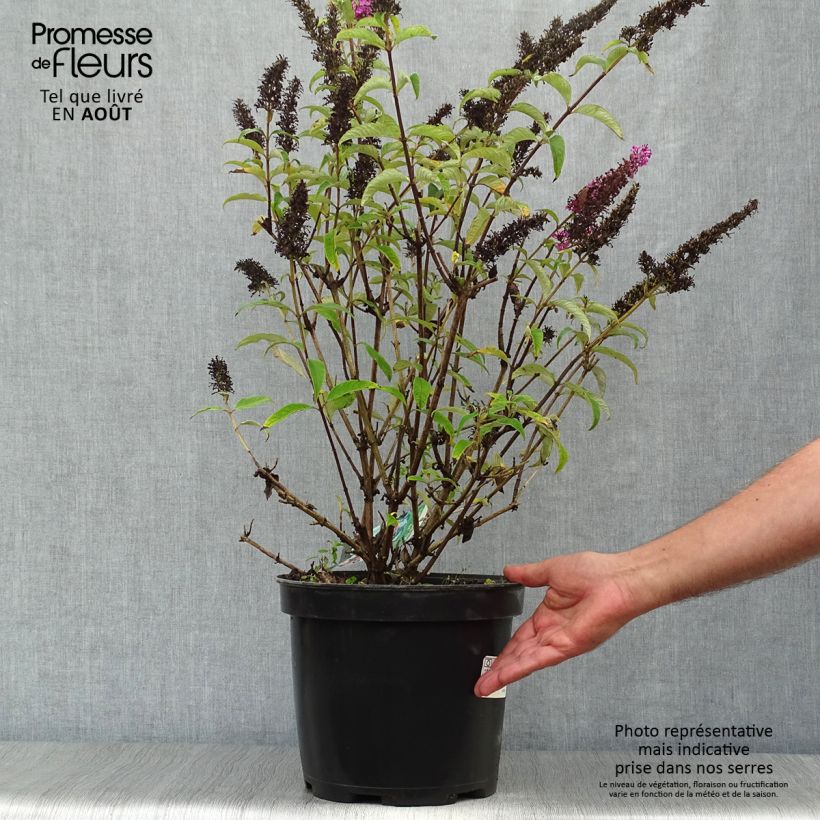 Buddleja davidii Royal Red - Butterfly Bush 7.5L/10L pot sample as delivered in summer