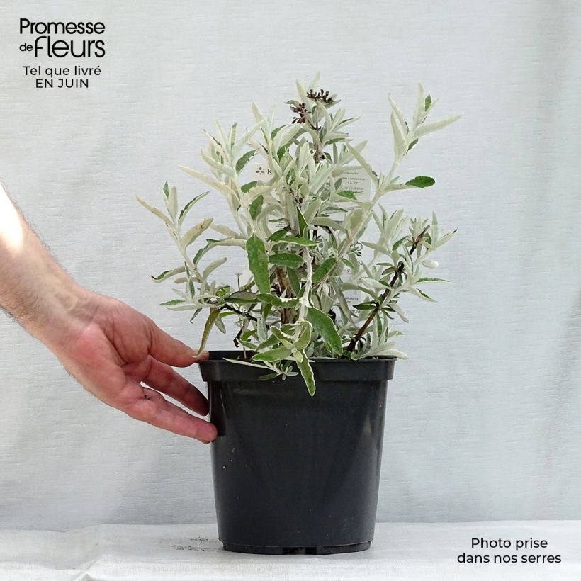 Buddleja Silver Anniversary - Butterfly Bush 3L/4L pot sample as delivered in summer