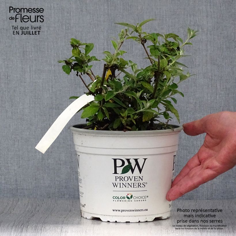 Buddleia White Chip - Butterfly Bush 2L/3L pot sample as delivered in summer