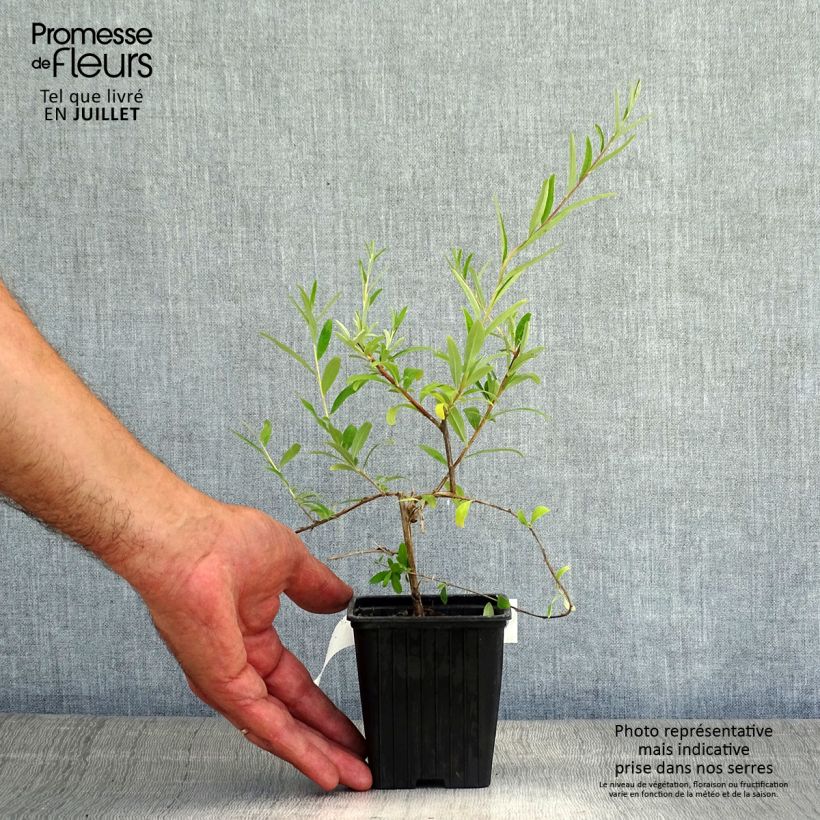 Buddleja alternifolia - Butterfly Bush 8/9 cm pot sample as delivered in summer