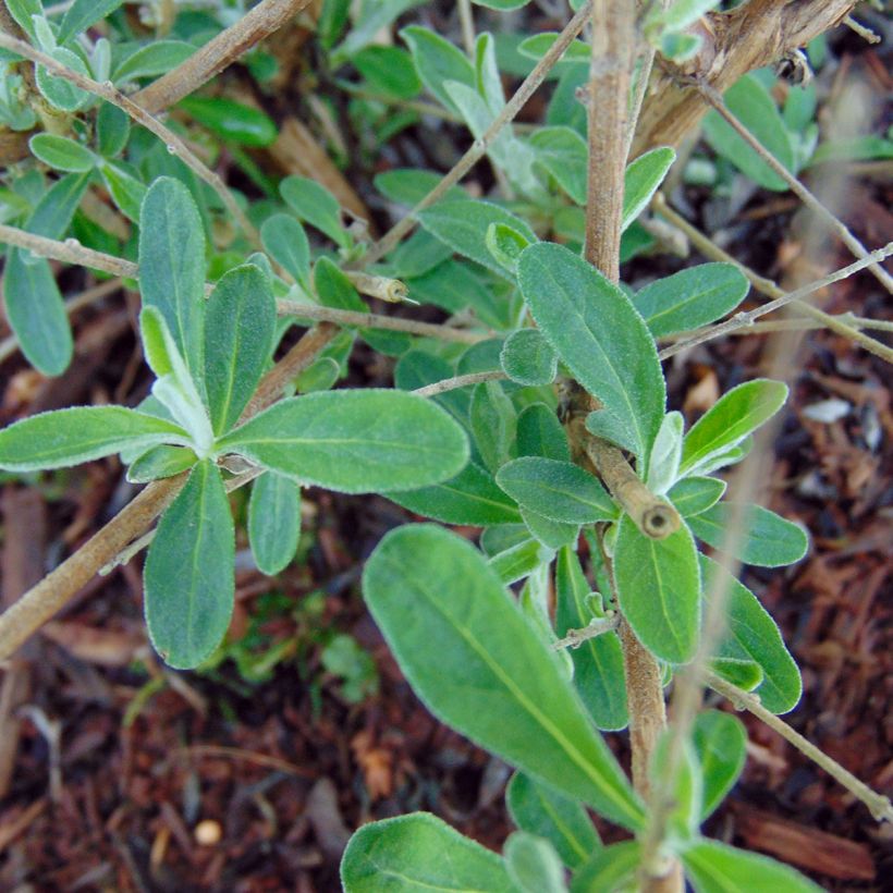 Buddleja alternifolia Unique - Butterfly Bush (Foliage)