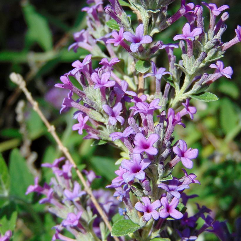 Buddleja alternifolia Unique - Butterfly Bush (Flowering)