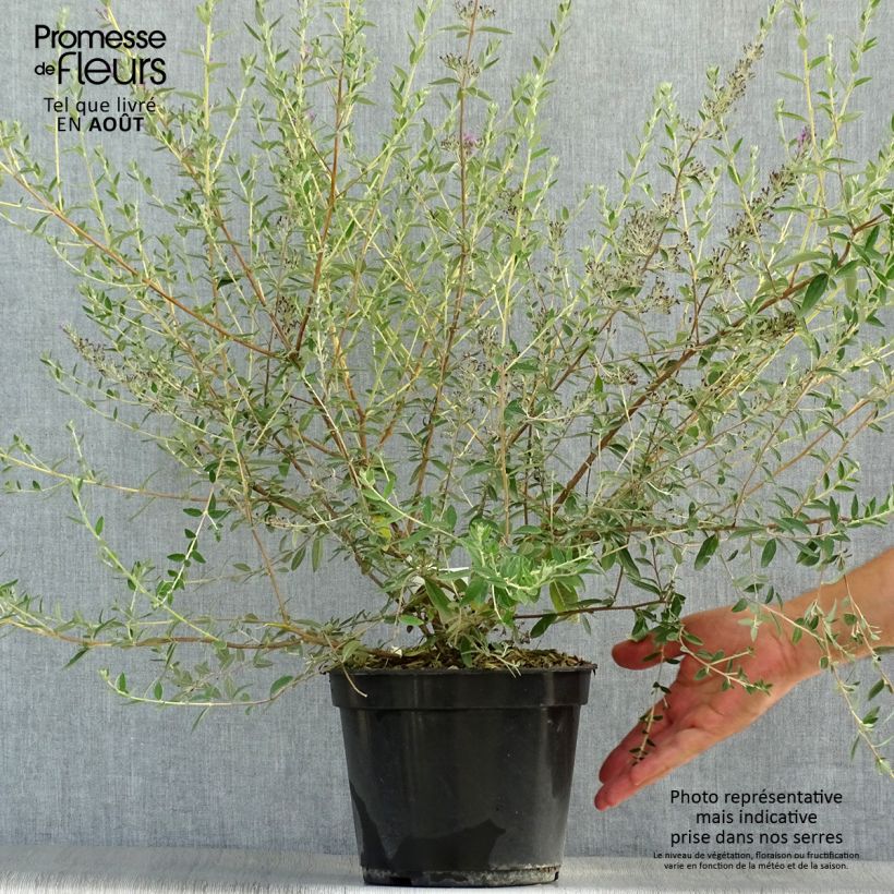 Buddleja alternifolia Unique - Butterfly Bush 3L/4L pot sample as delivered in summer