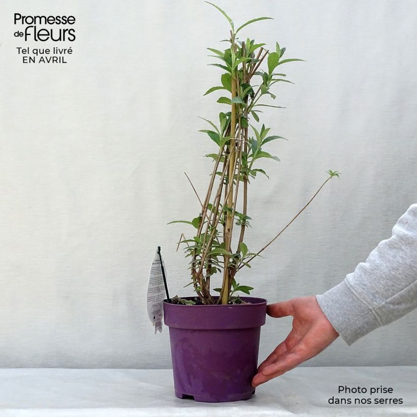 Buddleja davidii Berries and Creamv 3L/4L pot 10/20cm sample as delivered in spring