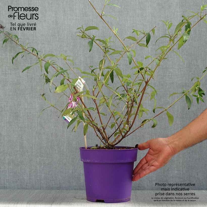Buddleja davidii Berries and Creamv 3L/4L pot sample as delivered in autumn