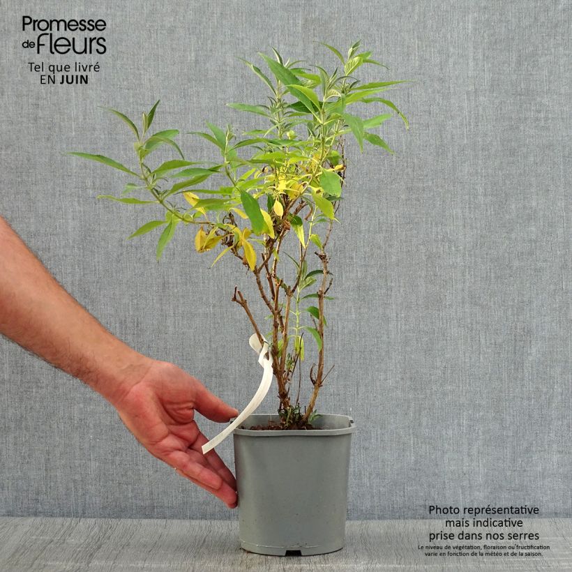 Buddleja davidii Butterfly Tower - Butterfly Bush 2L/3L pot sample as delivered in summer