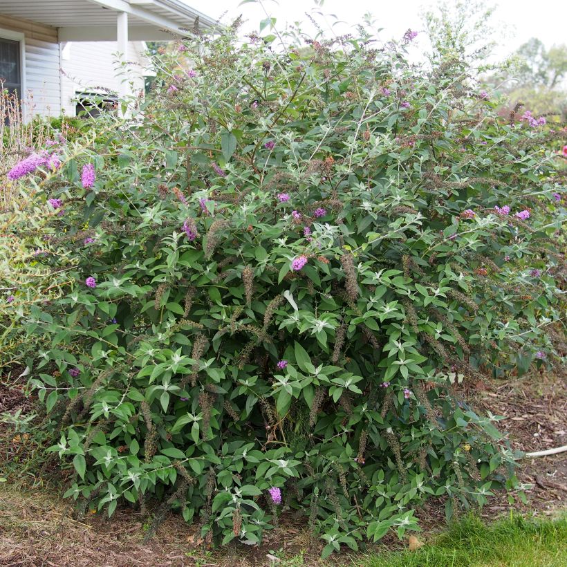 Buddleja Flower Power - Butterfly Bush (Foliage)