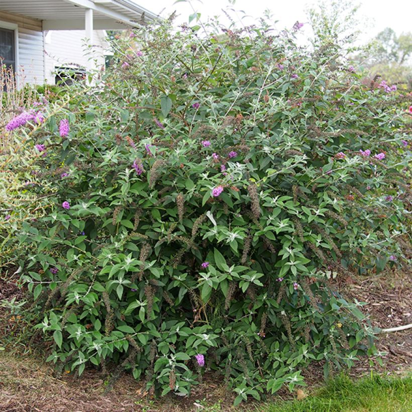 Buddleja Flower Power - Butterfly Bush (Plant habit)